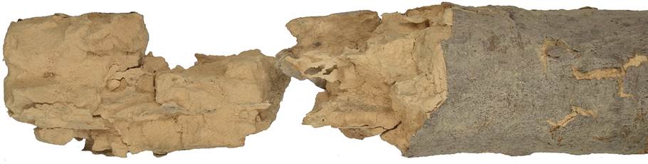 aad Kréta Ficus.JPG